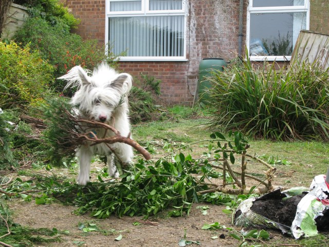 This is good. I'm bored with tearing up compost bags.