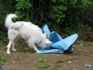 23-05-2015 blue polythene sheet 003