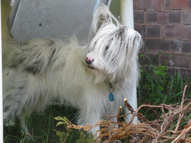 May 23rd - 28th 2015 reinforcing tunnel 002