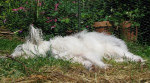 May 23rd - 28th 2015 reinforcing tunnel 006