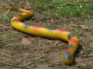 06-06-2015 snake 001