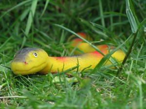 06-06-2015 snake 002