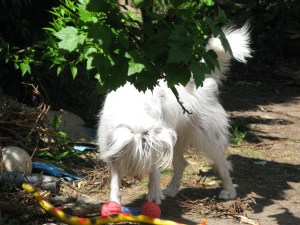 06-06-2015 snake 005