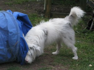 07-06-2015 the tunnel - 3rd try! 003