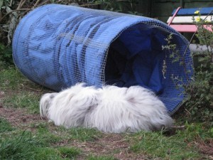 07-06-2015 the tunnel - 3rd try! 005