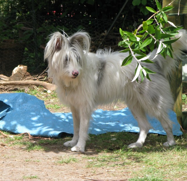 10-06-2015 Isis looking beautiful 003