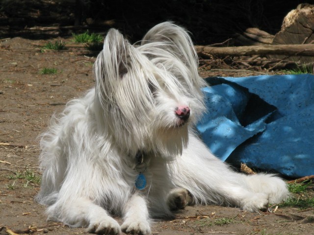 10-06-2015 Isis looking beautiful 004