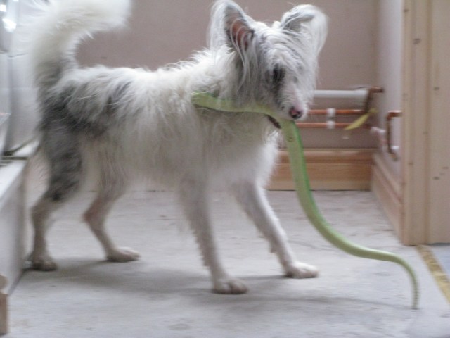 June 2015 Wales & first day back 009