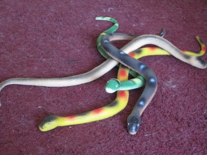 kitchen & Isis's snakes 002