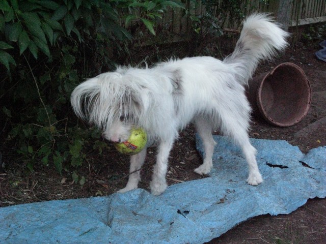 31st July 2015 Isis playing with yellow balls 002