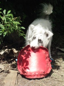 Isis 10-07-2015 and garage, Freegle items 007