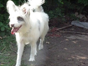 Isis after her 1st bath 15-07-2015 001