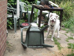 There's a limit to what a dog can put up with.