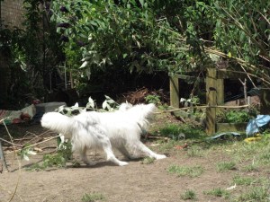 One, tow, three ... tug!