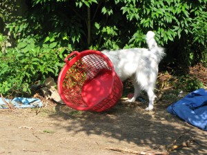 You can bowl it .......