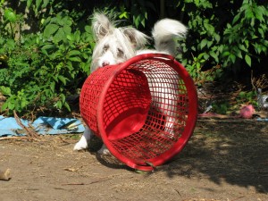 We find this interesting toy in the entry and claim it.