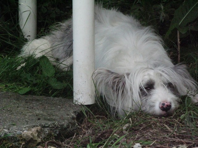04-07-2015 Isis hides under garden table after rear wash 001
