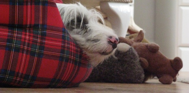 07-08-2015 Isis in tartan bed 002