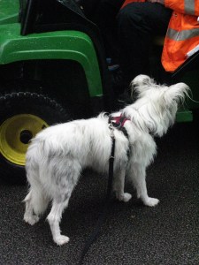 Approaching the treat mobile.