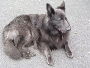 Beautiful Ben. One of Hairy One's favourites.