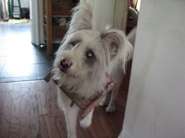 I really , really, need help. And a biscuit.