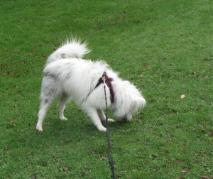 I'm sure there was a stick here ....