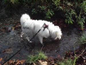and leaping into the little stream for a drink.