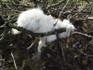 scrambling through thickets .....