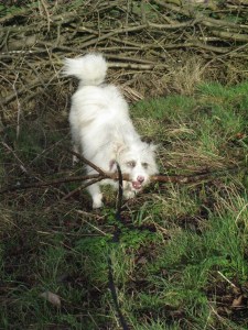 extricating branches from beneath fallen trees .....