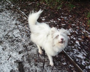 Portugese Podengos are less savvy, inclined to panic a little.