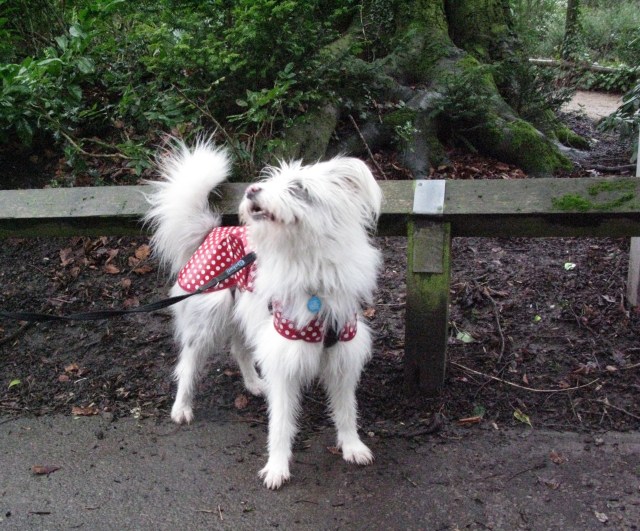 Yikes! More rain flies!