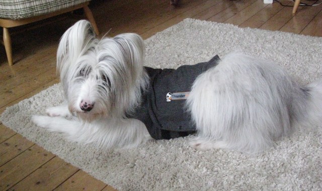 Isis models Penny's Thundershirt.