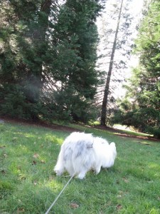 Those trees smell very dangerous.