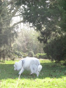 And look! There's those big black shadows again.