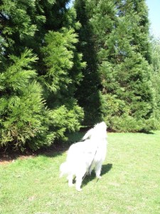 Are you SURE they can't walk.