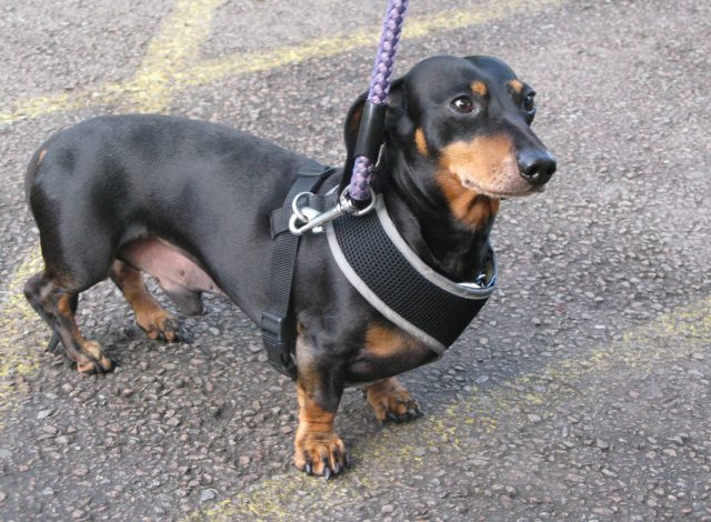 And here's the suave little Rocky. He's had to lose weight because of his bad back. Wow! look at that waistline.