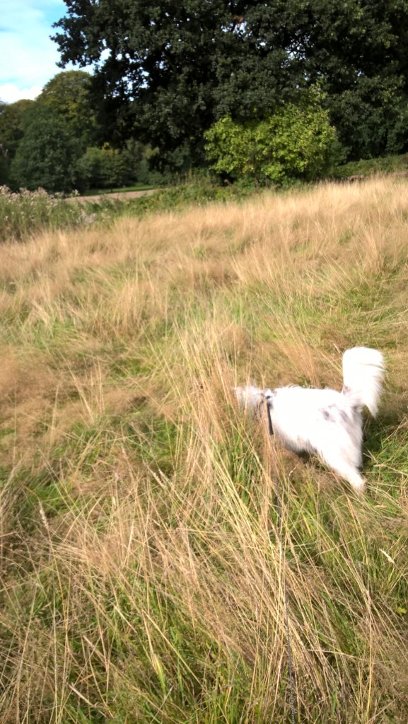 WP_20160902_15_53_02_Pro