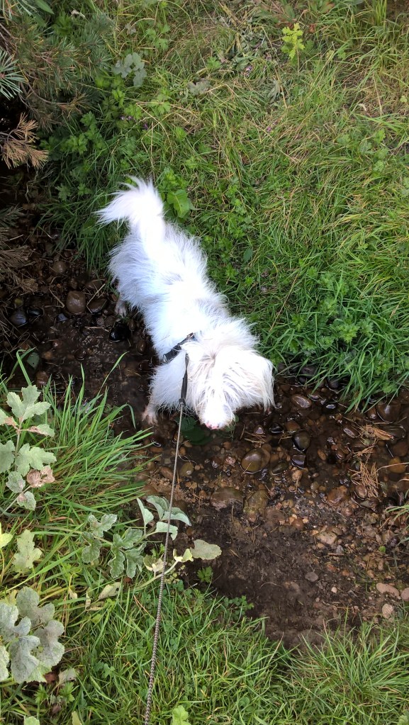 WP_20160902_17_02_00_Pro