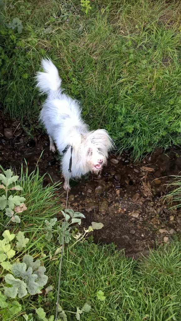 WP_20160902_17_02_02_Pro