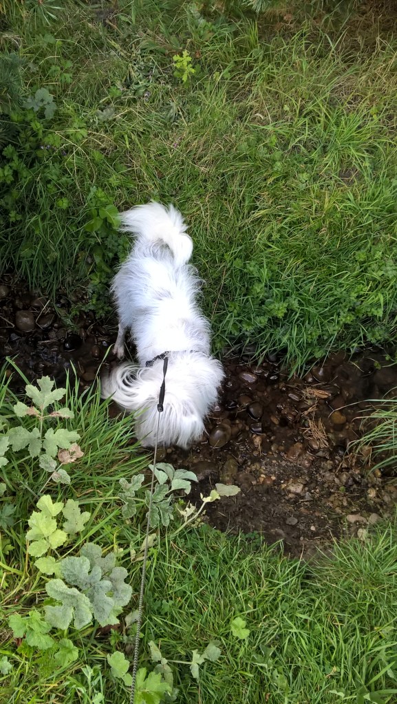 WP_20160902_17_02_08_Pro