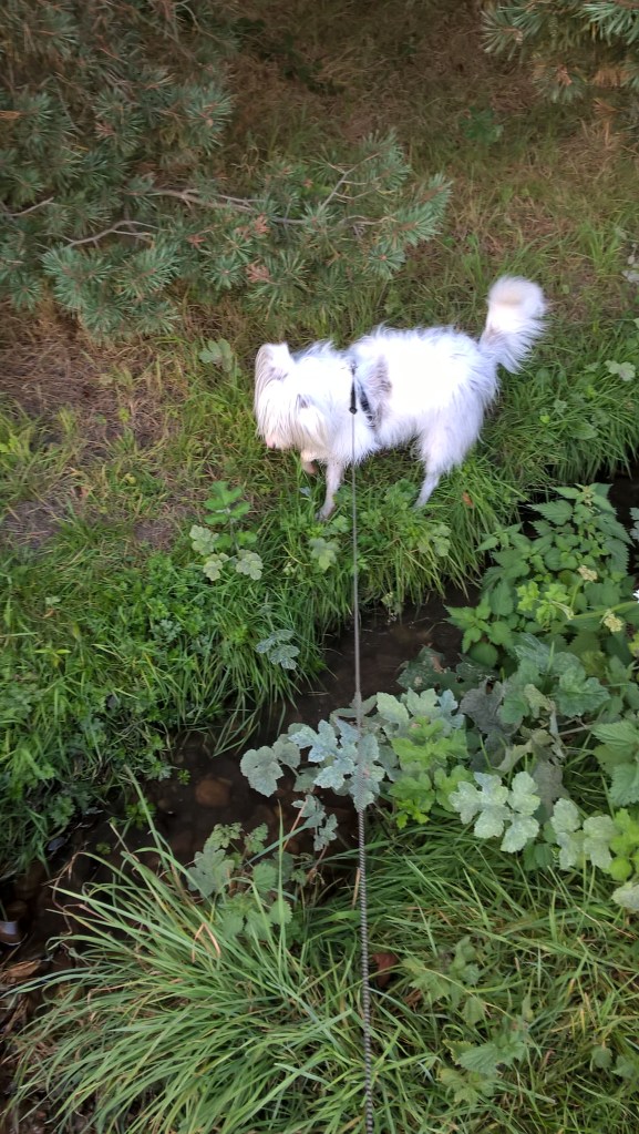 WP_20160902_17_02_36_Pro