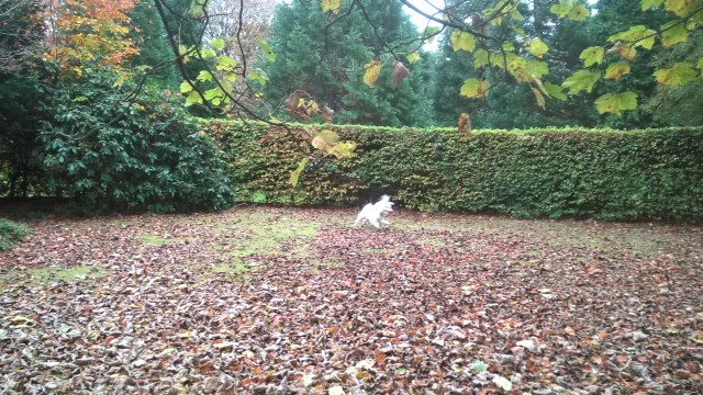 wp_20161106_12_23_16_pro