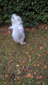 Sniff', snuff. Maybe a bit higher up.