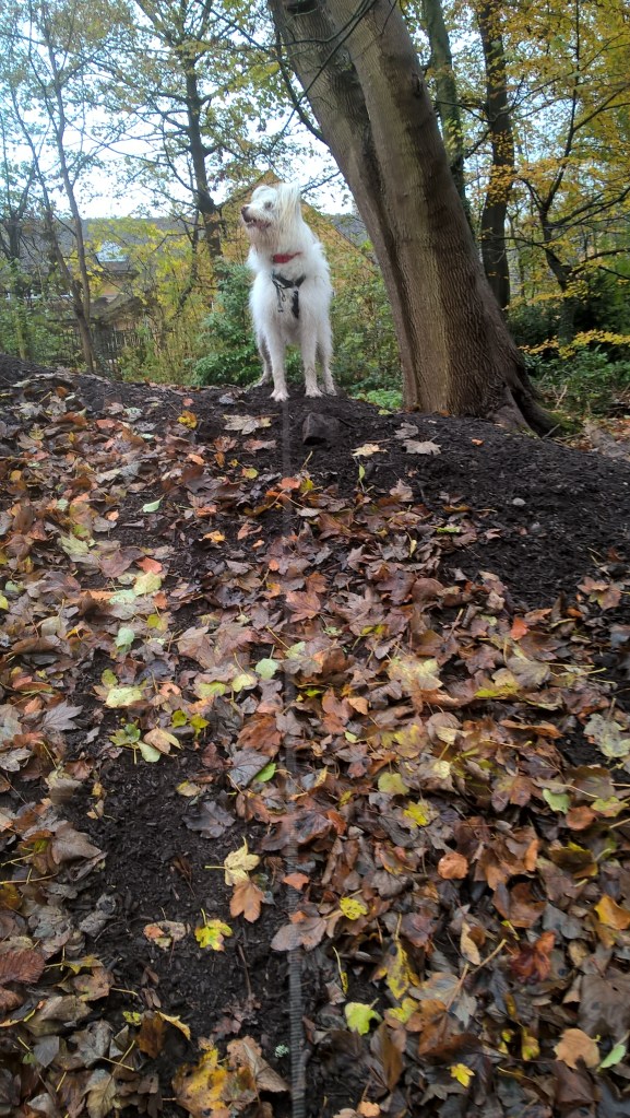 wp_20161112_12_09_44_pro