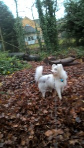 wp_20161123_13_00_52_pro