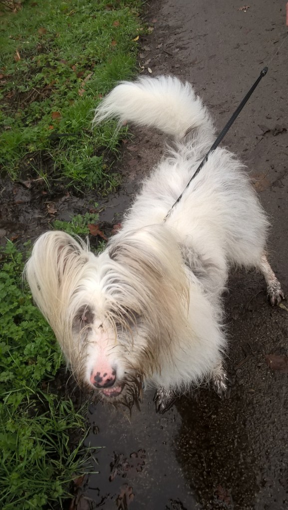 wp_20161123_13_21_34_pro