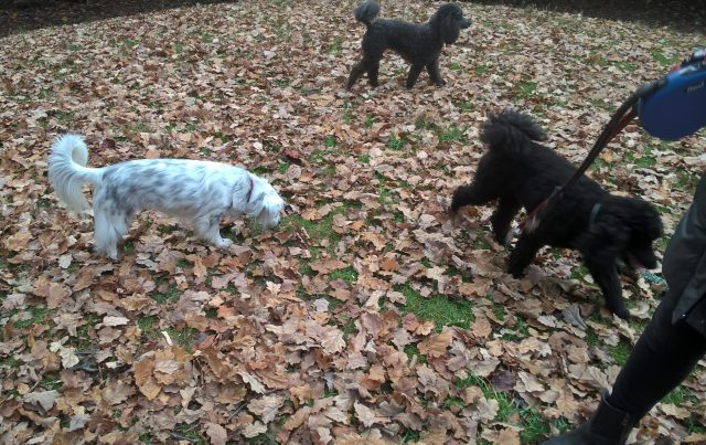 Mia, Dougie and Fergie