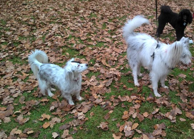 Mia, Isis and Dougie