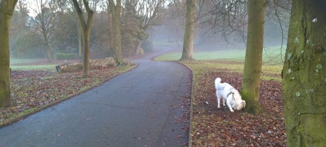 wp_20161217_10_34_59_pro