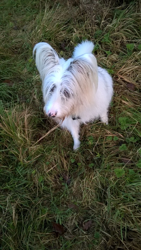 wp_20161221_15_35_01_pro